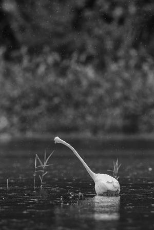 Volavka bílá (Ardea alba)