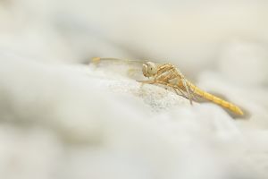 Vážka žlutoskvrnná (orthetrum coerulescens)
